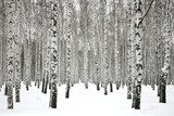 Winter birch forest 