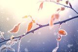 Winter nature background. Frozen branch with leaves closeup 