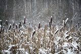 Winter twigs and grass covered with frost and snow 