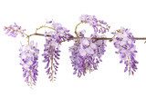 wisteria branch flowers isolated on white 
