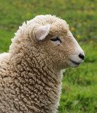 Wooly Sheep 