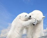 Young cute polar bear playing with his mother 
