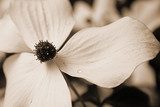 Zarte Blüte in sanften Sepiatönen