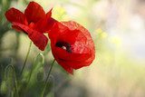 Zarte Poesie roter Mohnblüten