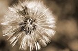 Zarte Pusteblume im Sepiaton