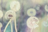 Zarte Pusteblumen in sanftem Frühlingslicht