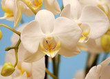Zarte weiße Orchideenblüten in Frühlingsfarben