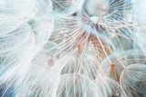 Zartes Spiel der Pusteblumensamen