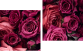 Zweiteiliges Leinwandbild - Diptychon