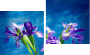 Zweiteiliges Leinwandbild - Diptychon