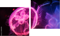 Zweiteiliges Leinwandbild - Diptychon
