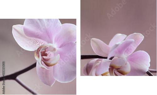Storczyki - Orchidea - Zweiteiliges Leinwandbild, Diptychon