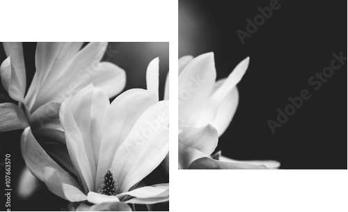 magnolia flower on a black background - Zweiteiliges Leinwandbild, Diptychon