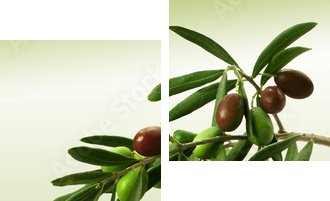 Zielona gałązka oliwna
 - Zweiteiliges Leinwandbild, Diptychon