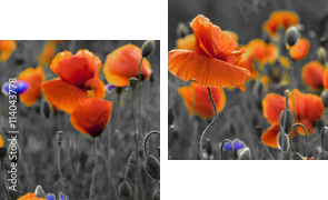 Panorama z nmakÃ³w polnych i kwiatÃ³w polnych - Zweiteiliges Leinwandbild, Diptychon
