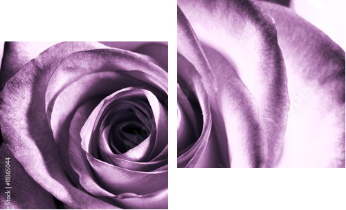 Purple rose - Zweiteiliges Leinwandbild, Diptychon