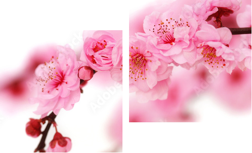 Spring cherry flowers reflected in rendered water - Zweiteiliges Leinwandbild, Diptychon