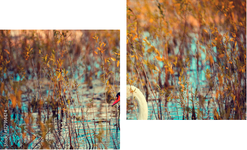swan swimming in the lake - Zweiteiliges Leinwandbild, Diptychon