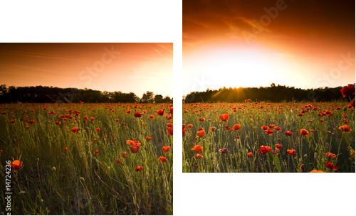poppies field - Zweiteiliges Leinwandbild, Diptychon