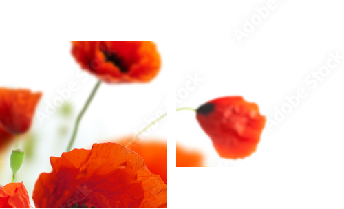 floral design, decoration flowers, poppies border - corner - Zweiteiliges Leinwandbild, Diptychon