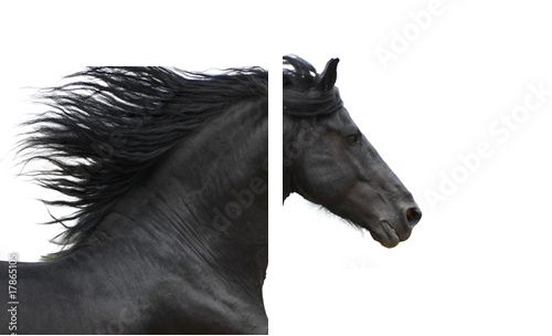 Portrait of galloping frisian horse on white background - Zweiteiliges Leinwandbild, Diptychon