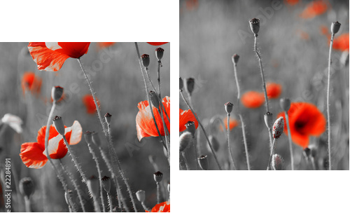 red poppies on  field - Zweiteiliges Leinwandbild, Diptychon