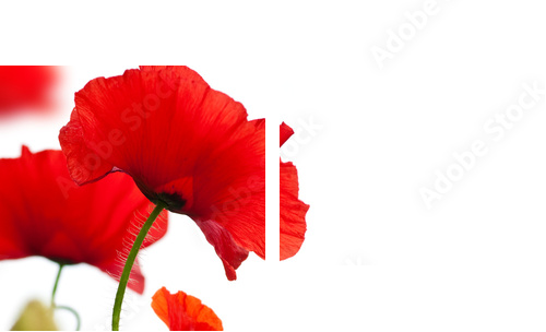 poppies isolated on white background- border angle of page - Zweiteiliges Leinwandbild, Diptychon