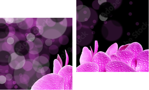 orchid - Zweiteiliges Leinwandbild, Diptychon