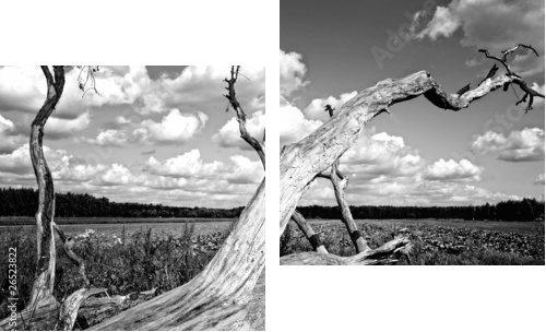 Drzewo - Zweiteiliges Leinwandbild, Diptychon