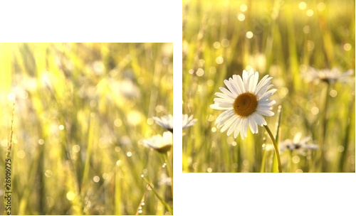 Spring daisies at dawn - Zweiteiliges Leinwandbild, Diptychon