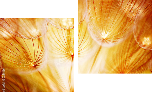 Soft dandelion flower - Zweiteiliges Leinwandbild, Diptychon