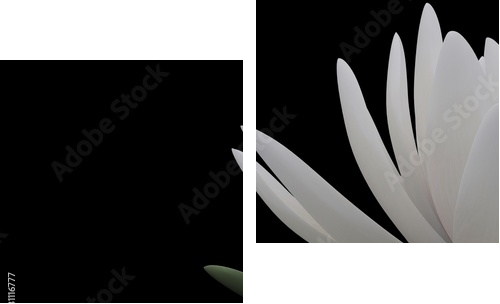 3d lotus - Zweiteiliges Leinwandbild, Diptychon