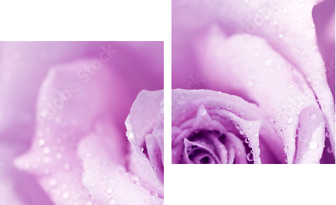 Purple wet rose background - Zweiteiliges Leinwandbild, Diptychon