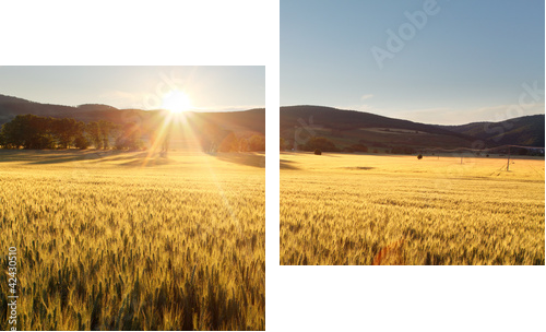 Sunset over wheat field. - Zweiteiliges Leinwandbild, Diptychon