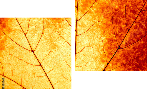 Autumnal background - macro of a colorful maple leaf - Zweiteiliges Leinwandbild, Diptychon
