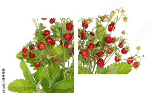Ideal  strawberries isolated - Zweiteiliges Leinwandbild, Diptychon