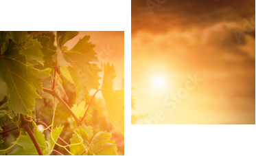 Vineyard in autumn harvest - Zweiteiliges Leinwandbild, Diptychon