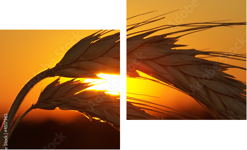 Wheat - Zweiteiliges Leinwandbild, Diptychon