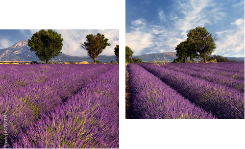 Lavender field in Provence, France - Zweiteiliges Leinwandbild, Diptychon