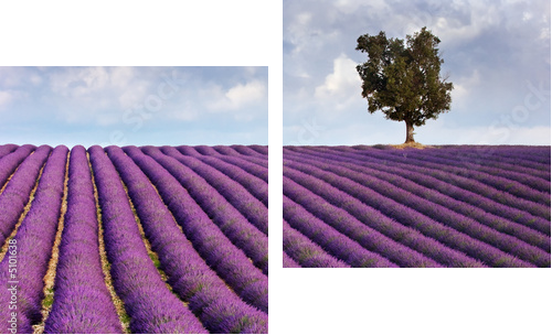 Lavender field and a lone tree - Zweiteiliges Leinwandbild, Diptychon