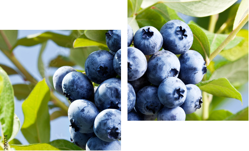 Blueberries on a shrub. - Zweiteiliges Leinwandbild, Diptychon
