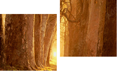 magic path - Zweiteiliges Leinwandbild, Diptychon