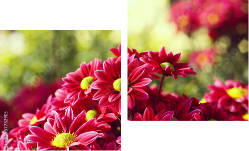 chrysanthemum     - Zweiteiliges Leinwandbild, Diptychon