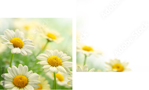 Daisy flower  - Zweiteiliges Leinwandbild, Diptychon