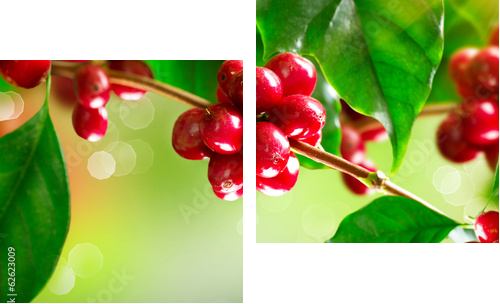 Coffee Plant. Branch of a Coffee Tree with Ripe Beans  - Zweiteiliges Leinwandbild, Diptychon