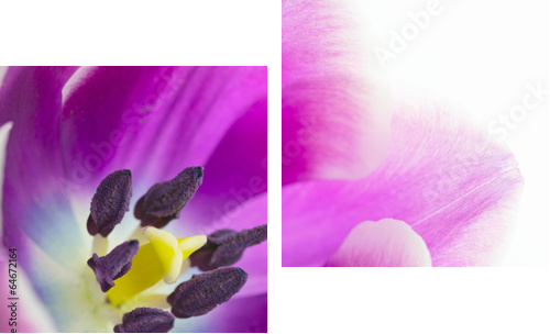 Makroaufnahme von TulpenblÃ¼te  - Zweiteiliges Leinwandbild, Diptychon