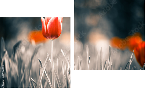 red tulip flower at spring garden  - Zweiteiliges Leinwandbild, Diptychon