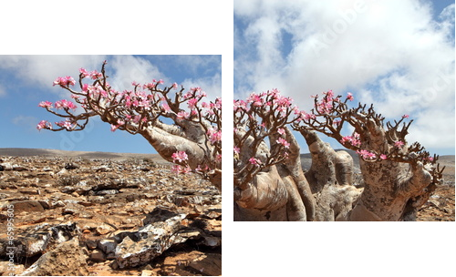 Bottle tree in bloom - adenium obesum  - Zweiteiliges Leinwandbild, Diptychon