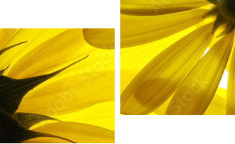 Yellow flowers background - Zweiteiliges Leinwandbild, Diptychon