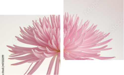 Pink chrysanthemum isolated  - Zweiteiliges Leinwandbild, Diptychon